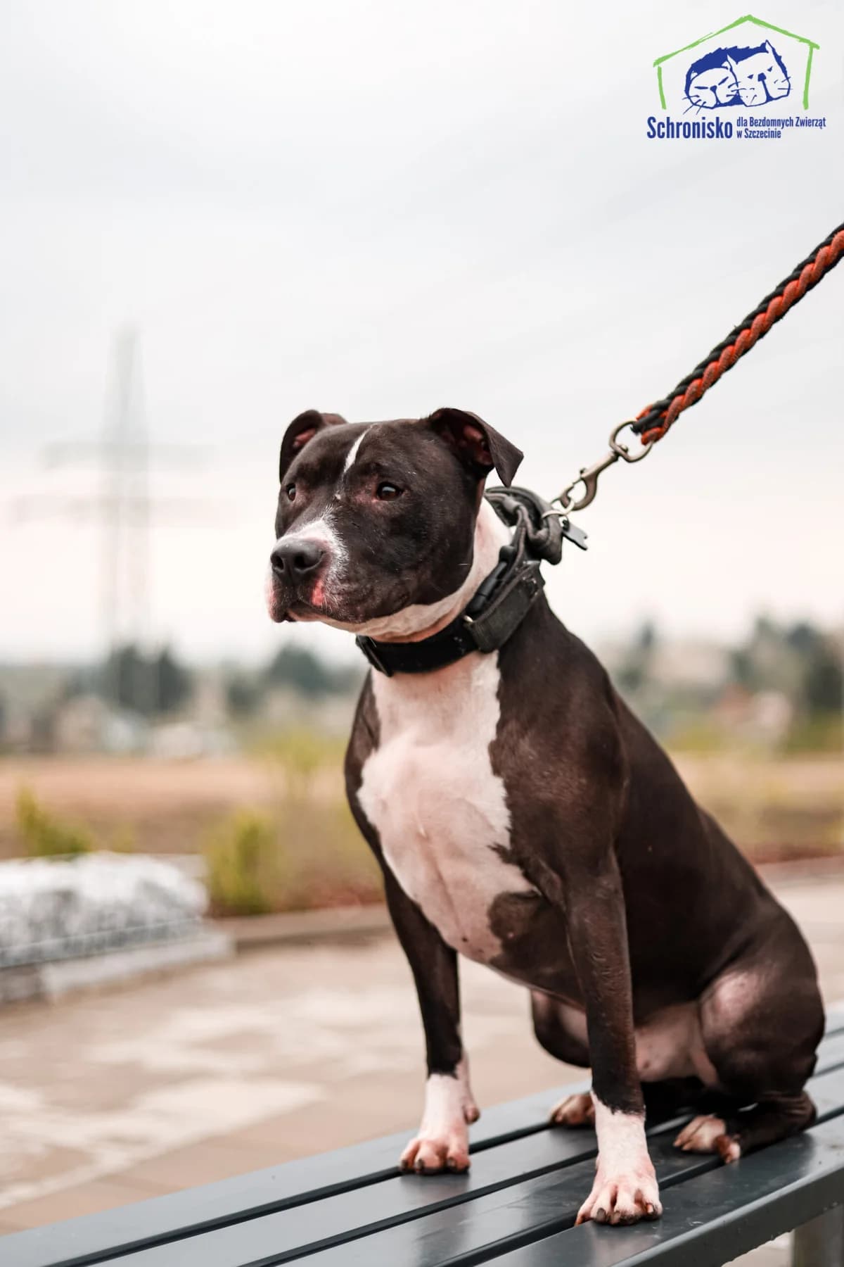 Baster, Mixed Breed for adoption at Schronisko Szczecin, Szczecin