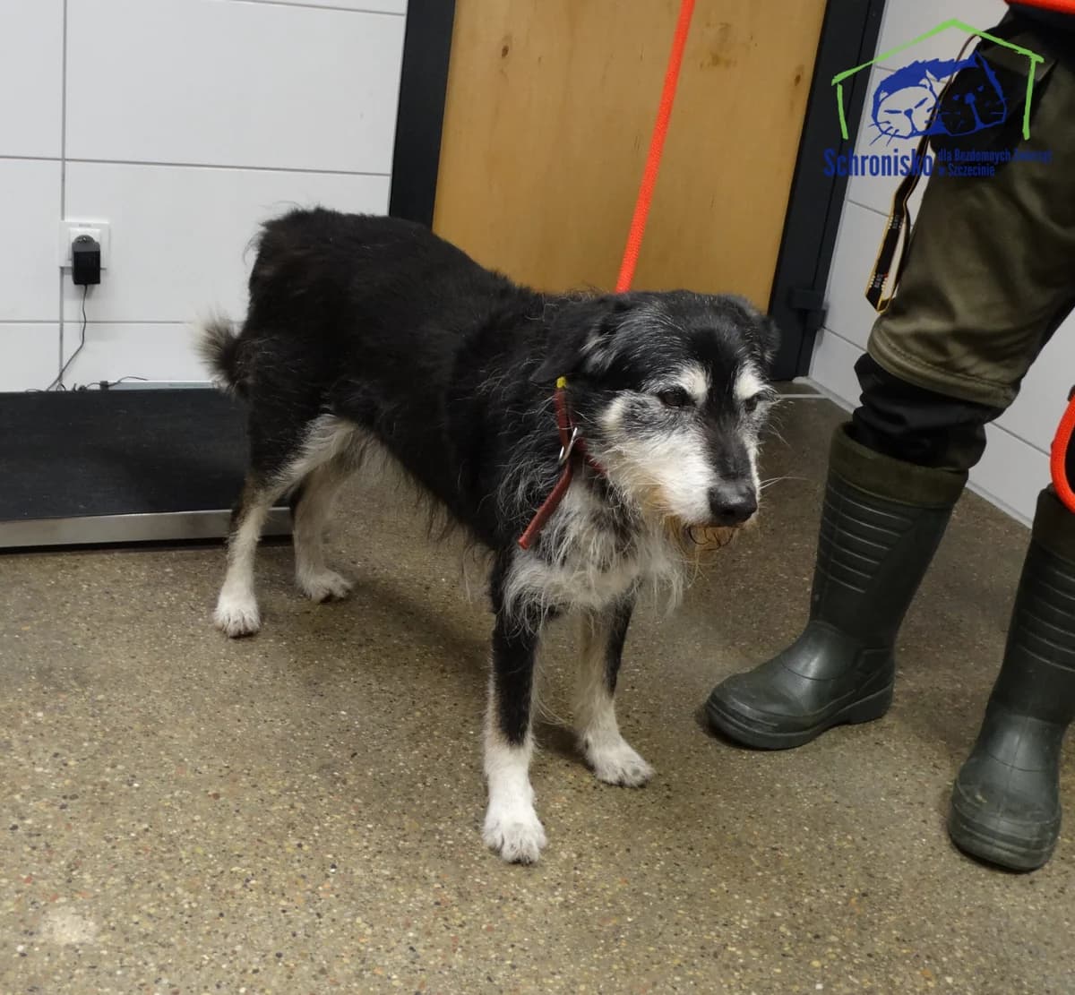 45/26,  Mixed Breed for adoption at Schronisko Szczecin, Szczecin