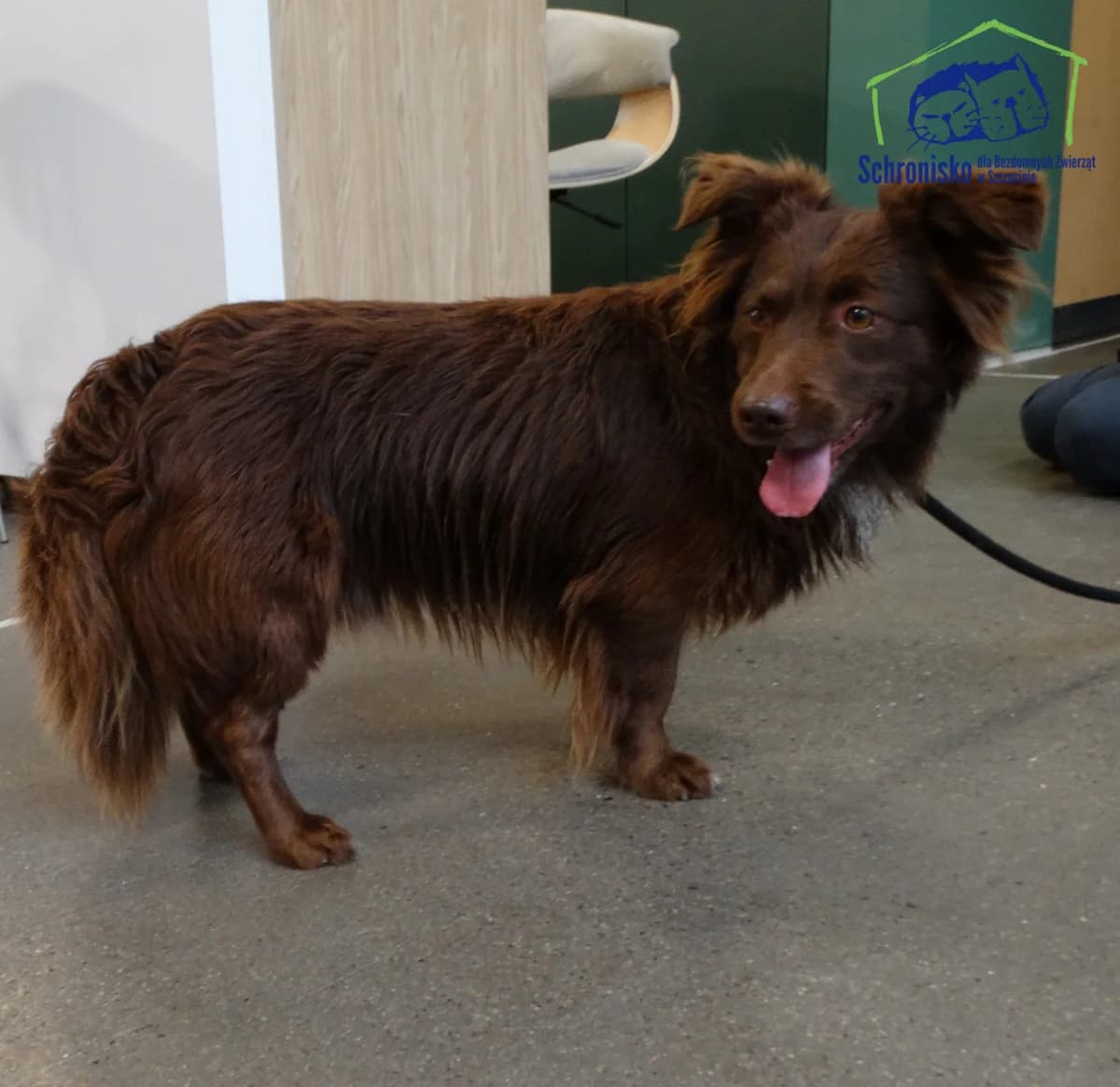 457/24, Mixed Breed (Schronisko Szczecin)