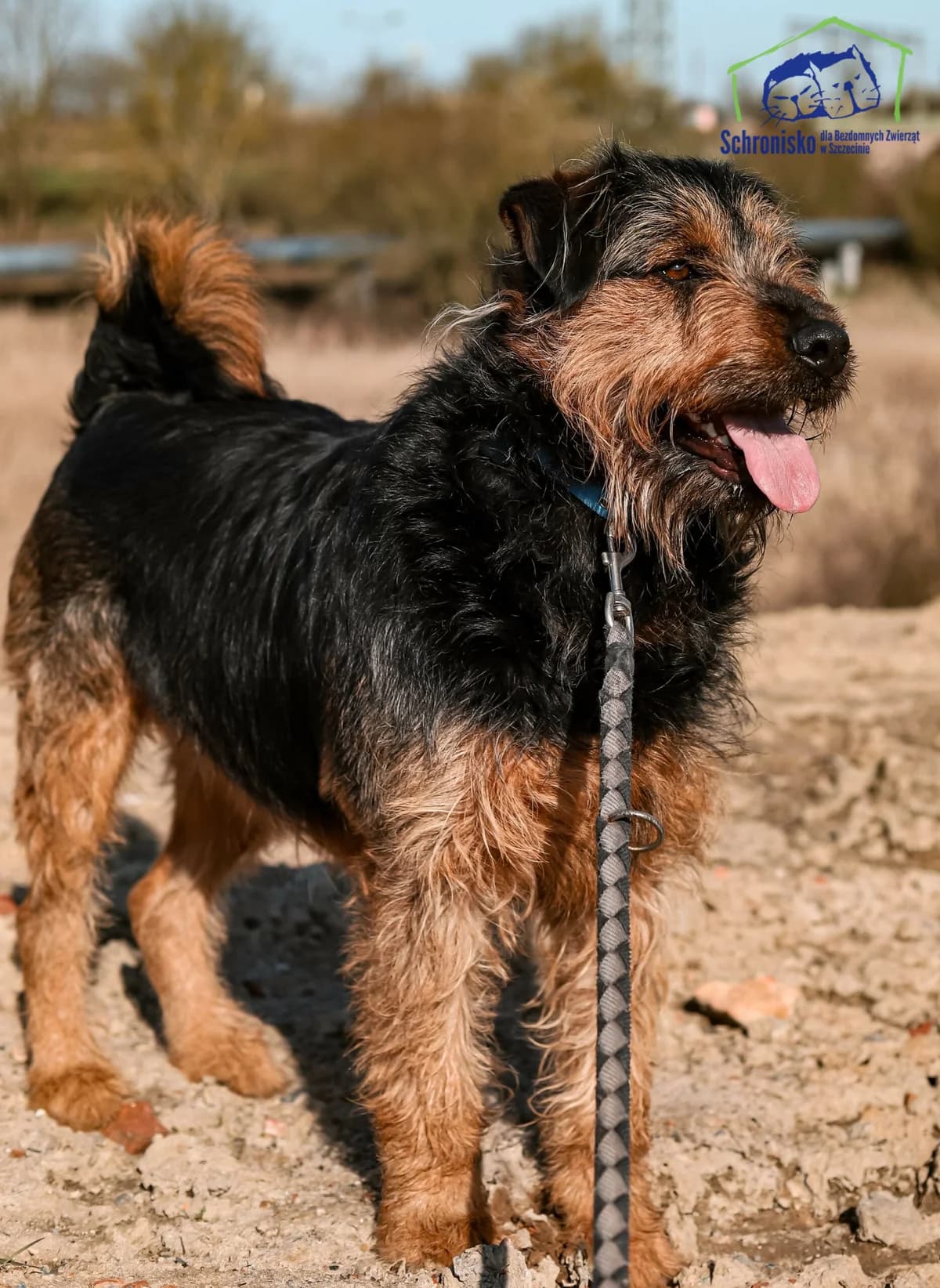 Aslan, Mixed Breed for adoption at Schronisko Szczecin, Szczecin