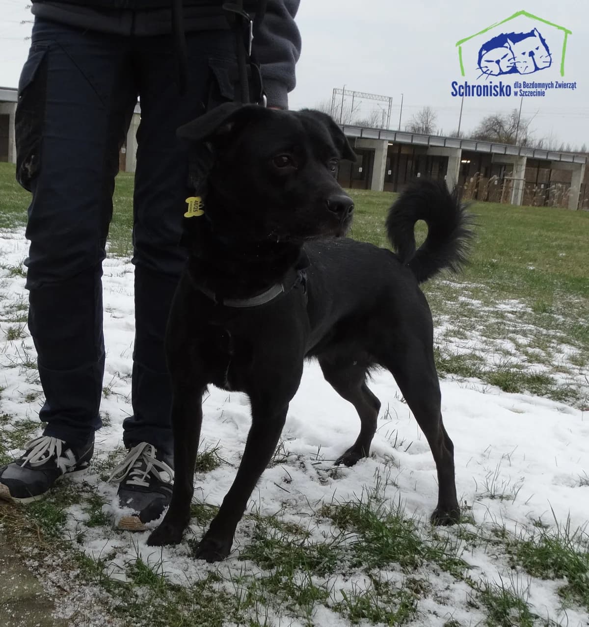 46/25, Mixed Breed (Schronisko Szczecin)