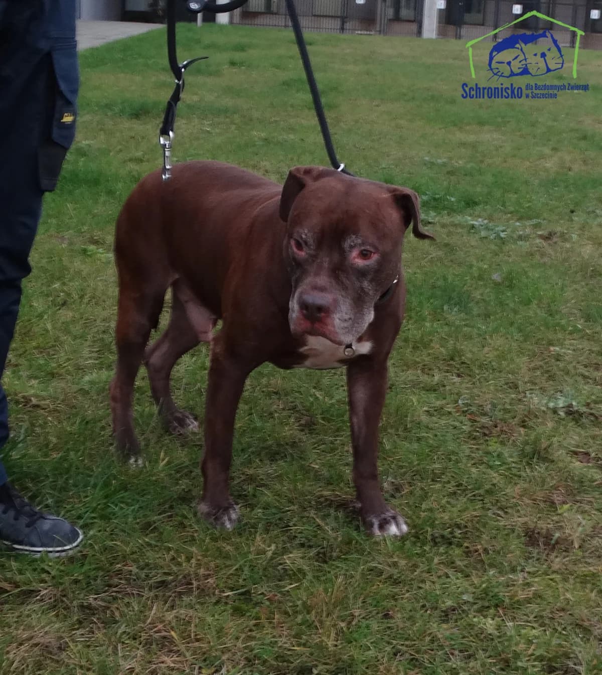 462/24, Mixed Breed (Schronisko Szczecin)