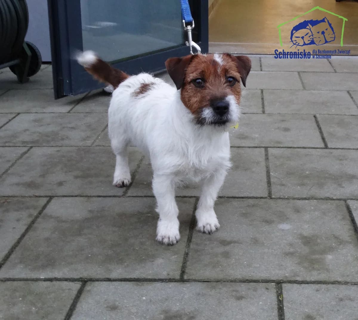 470/24, Mixed Breed (Schronisko Szczecin)