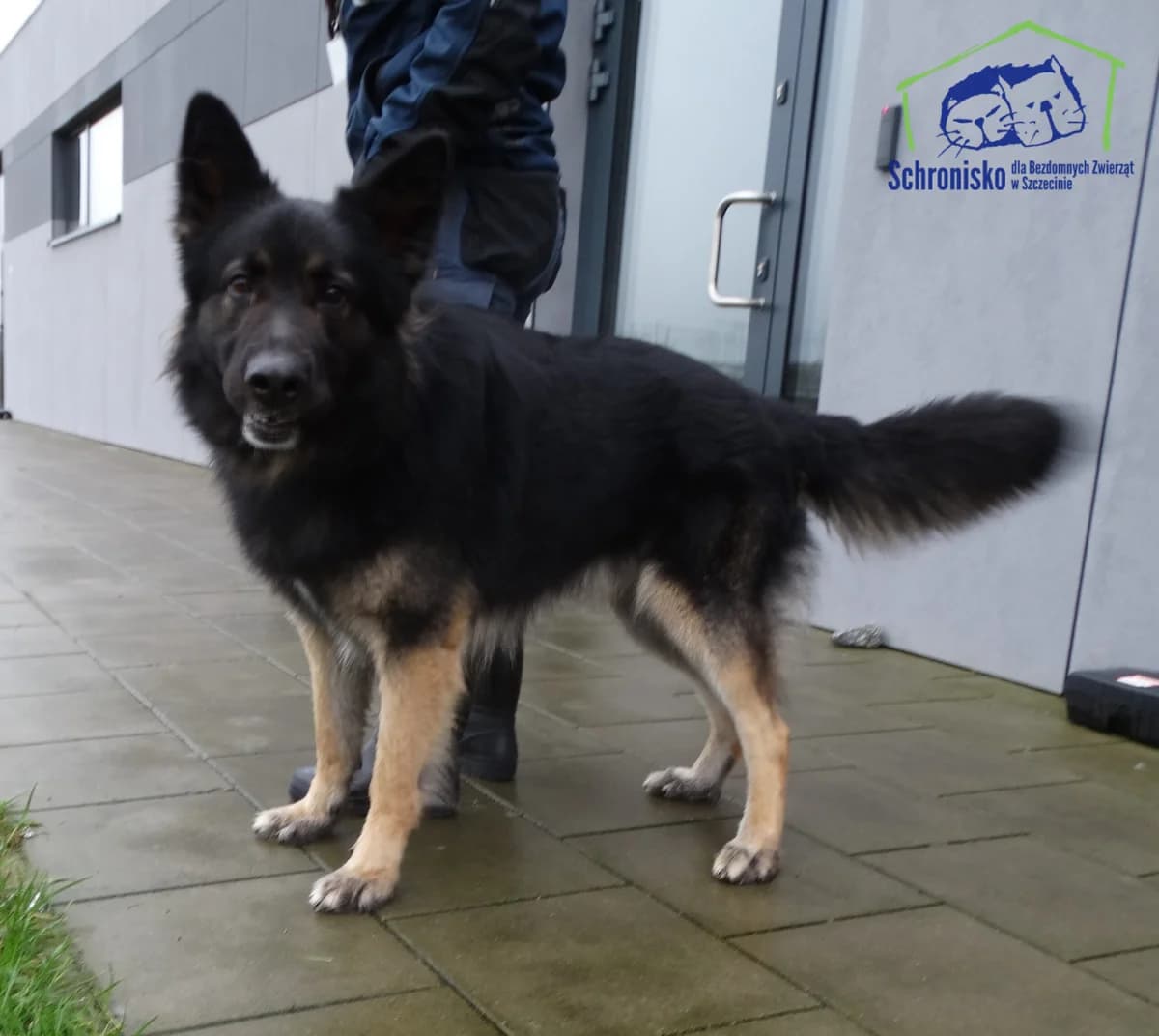 Dingo, Mixed Breed (Schronisko Szczecin)