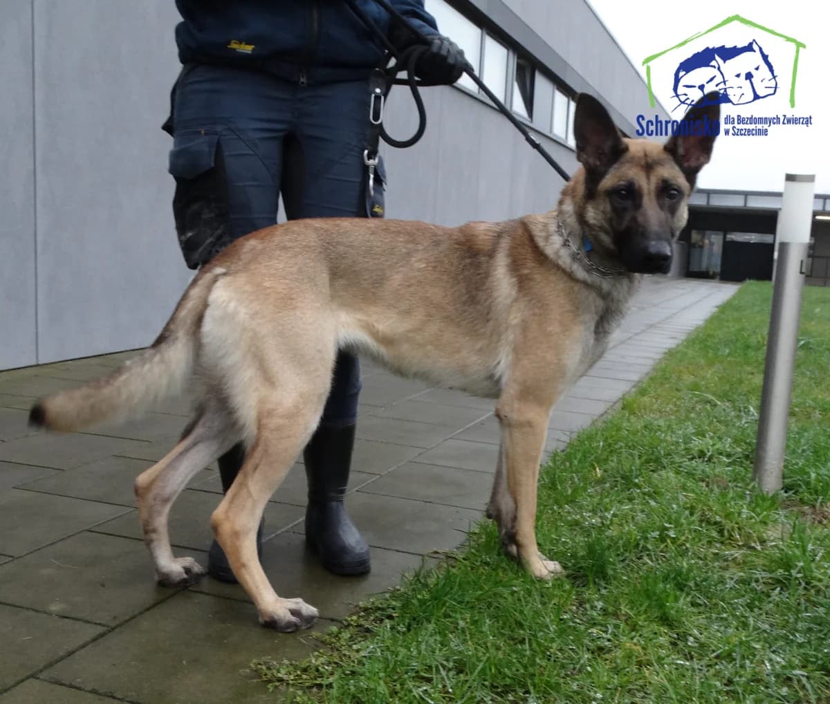 473/24, Mixed Breed (Schronisko Szczecin)