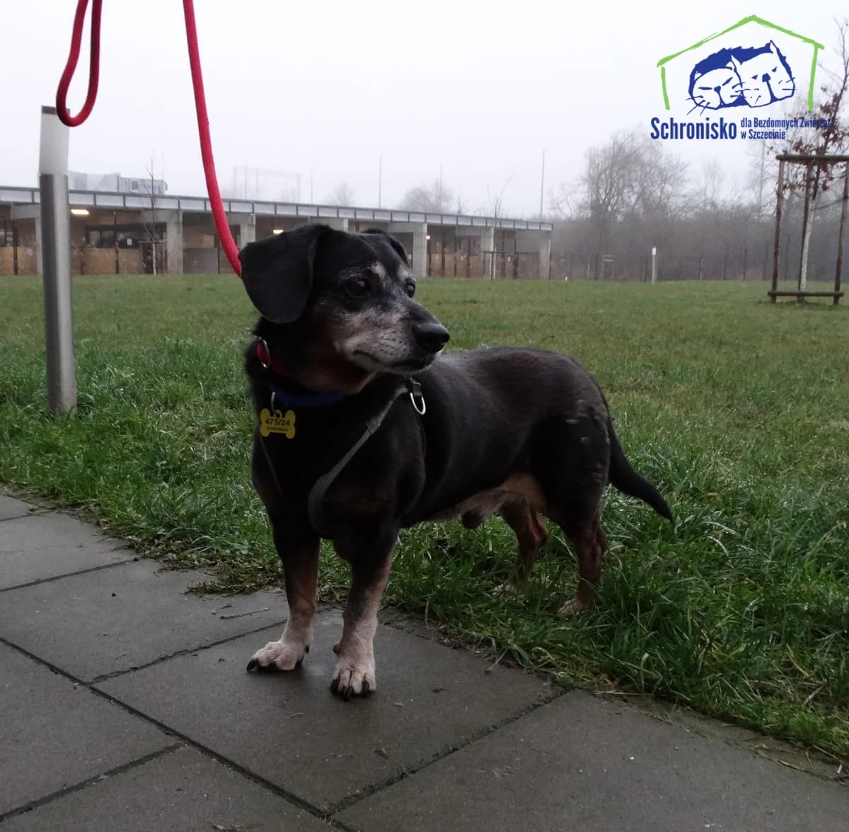 475/24, Mixed Breed (Schronisko Szczecin)