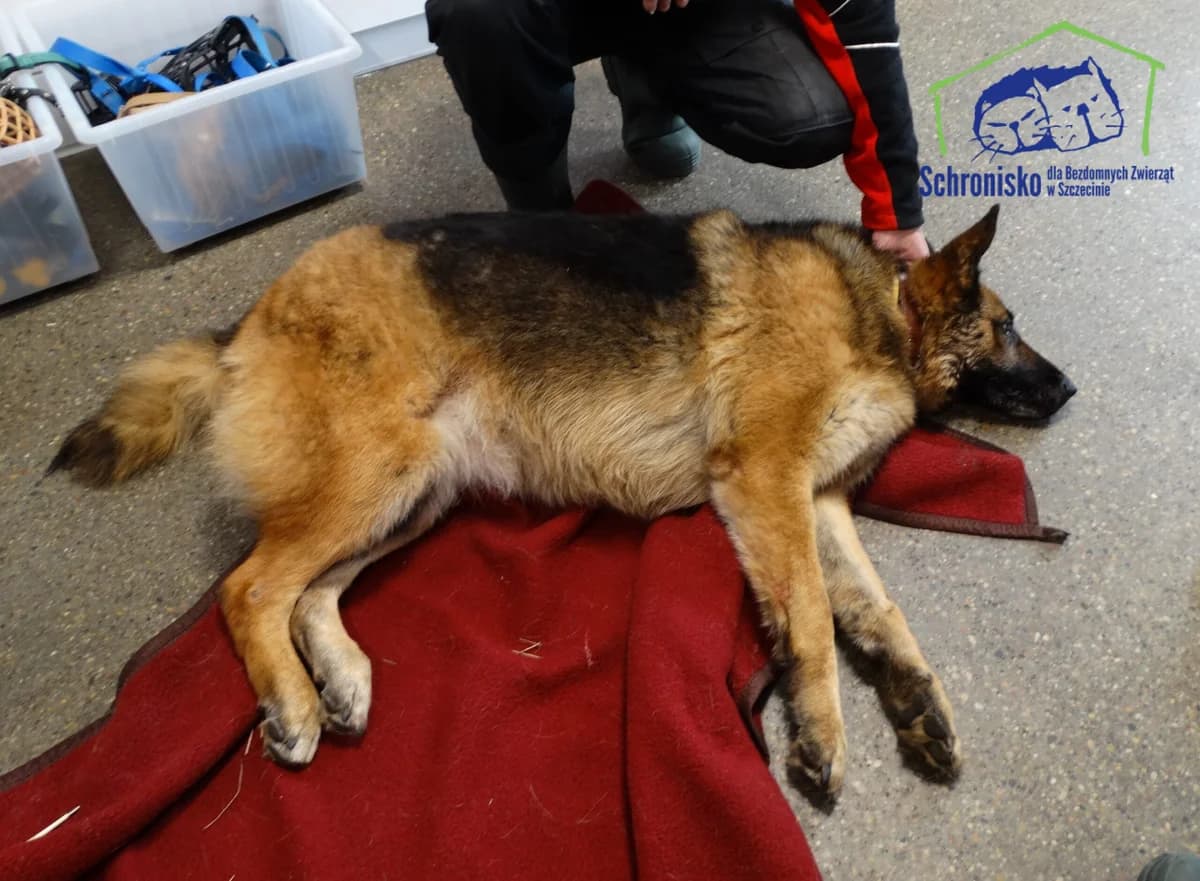 48/25, Mixed Breed (Schronisko Szczecin)