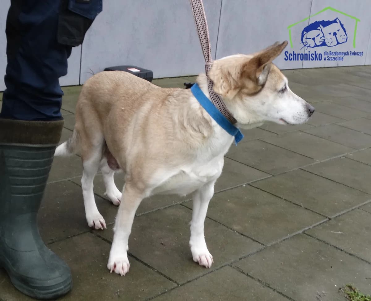481/24, Mixed Breed (Schronisko Szczecin)