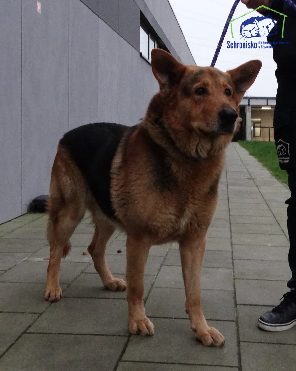 484/24, Mixed Breed (Schronisko Szczecin)