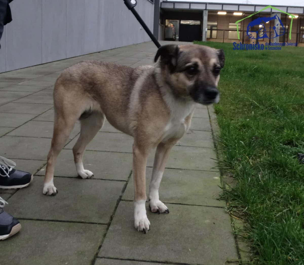 Kola, Mixed Breed (Schronisko Szczecin)