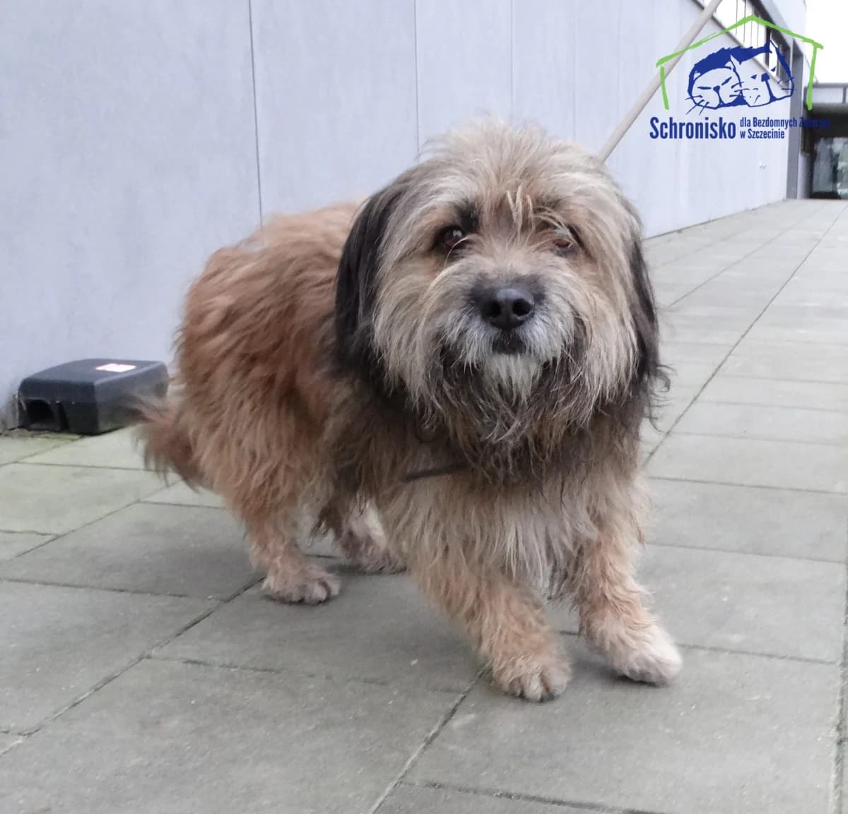 490/24, Mixed Breed (Schronisko Szczecin)