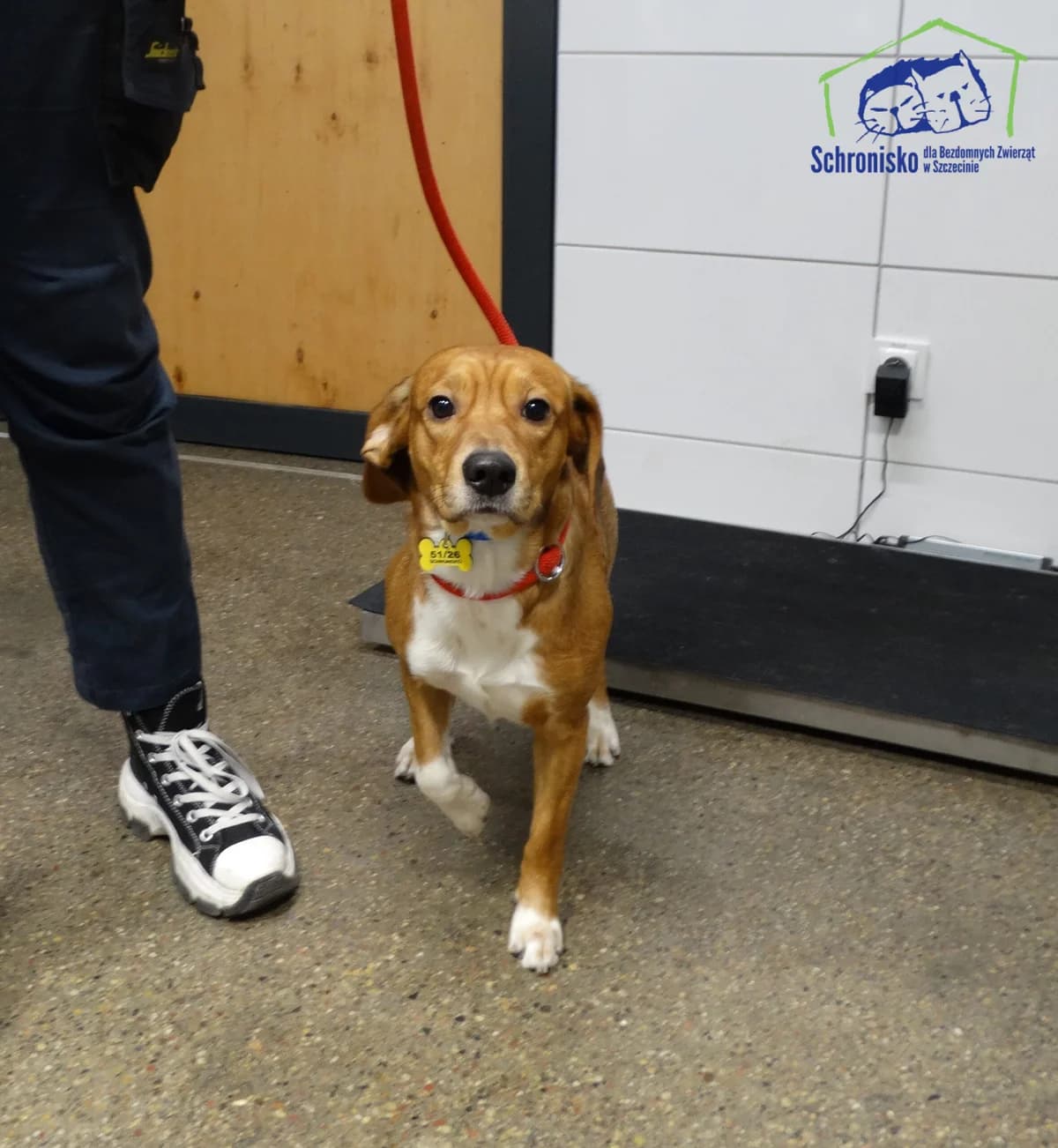 51/26,  Mixed Breed for adoption at Schronisko Szczecin, Szczecin