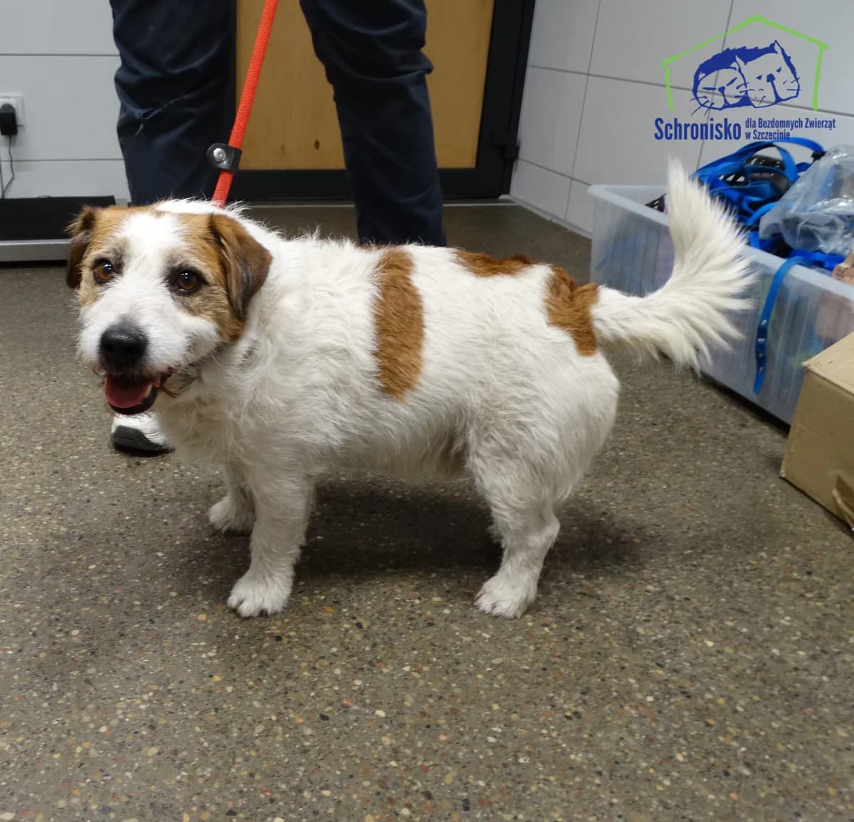 54/26,  Mixed Breed for adoption at Schronisko Szczecin, Szczecin