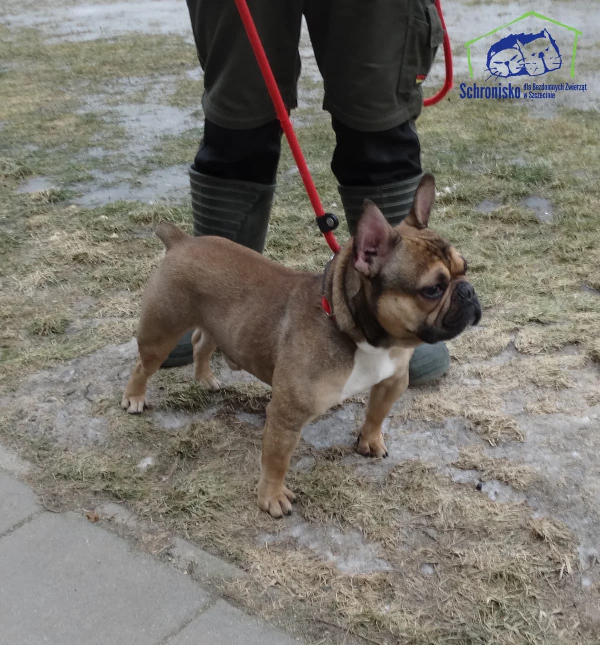 55/26,  Mixed Breed for adoption at Schronisko Szczecin, Szczecin