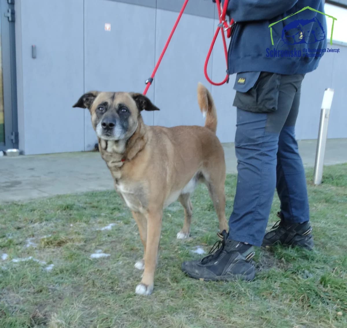 Morgan, Mixed Breed (Schronisko Szczecin)