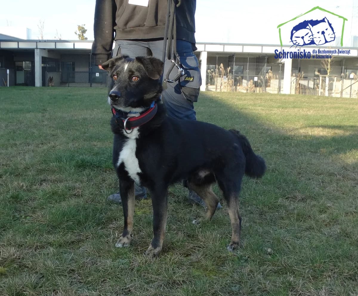 58/25, Mixed Breed (Schronisko Szczecin)