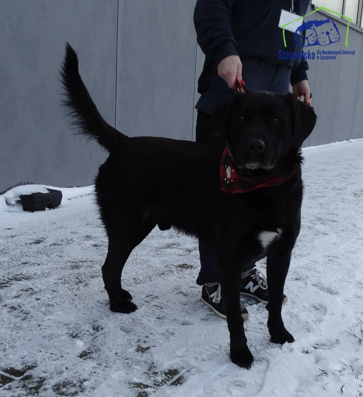 6/25, Mixed Breed (Schronisko Szczecin)