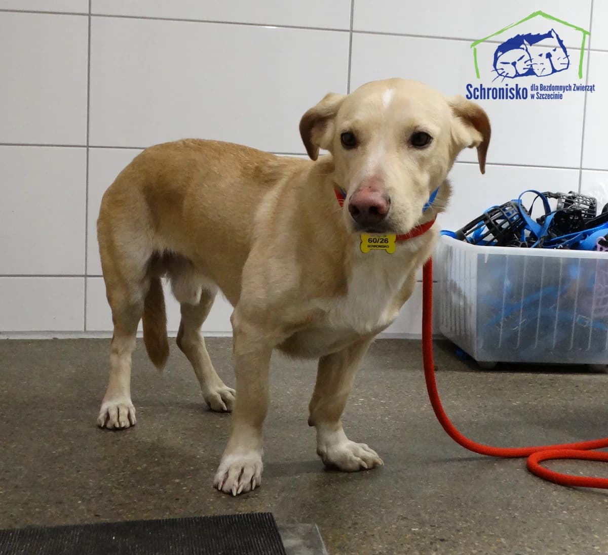 60/26,  Mixed Breed for adoption at Schronisko Szczecin, Szczecin