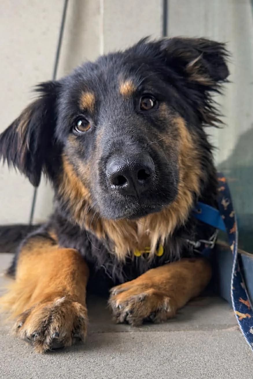 Amigo,  Mixed Breed for adoption at Schronisko Szczecin, Szczecin