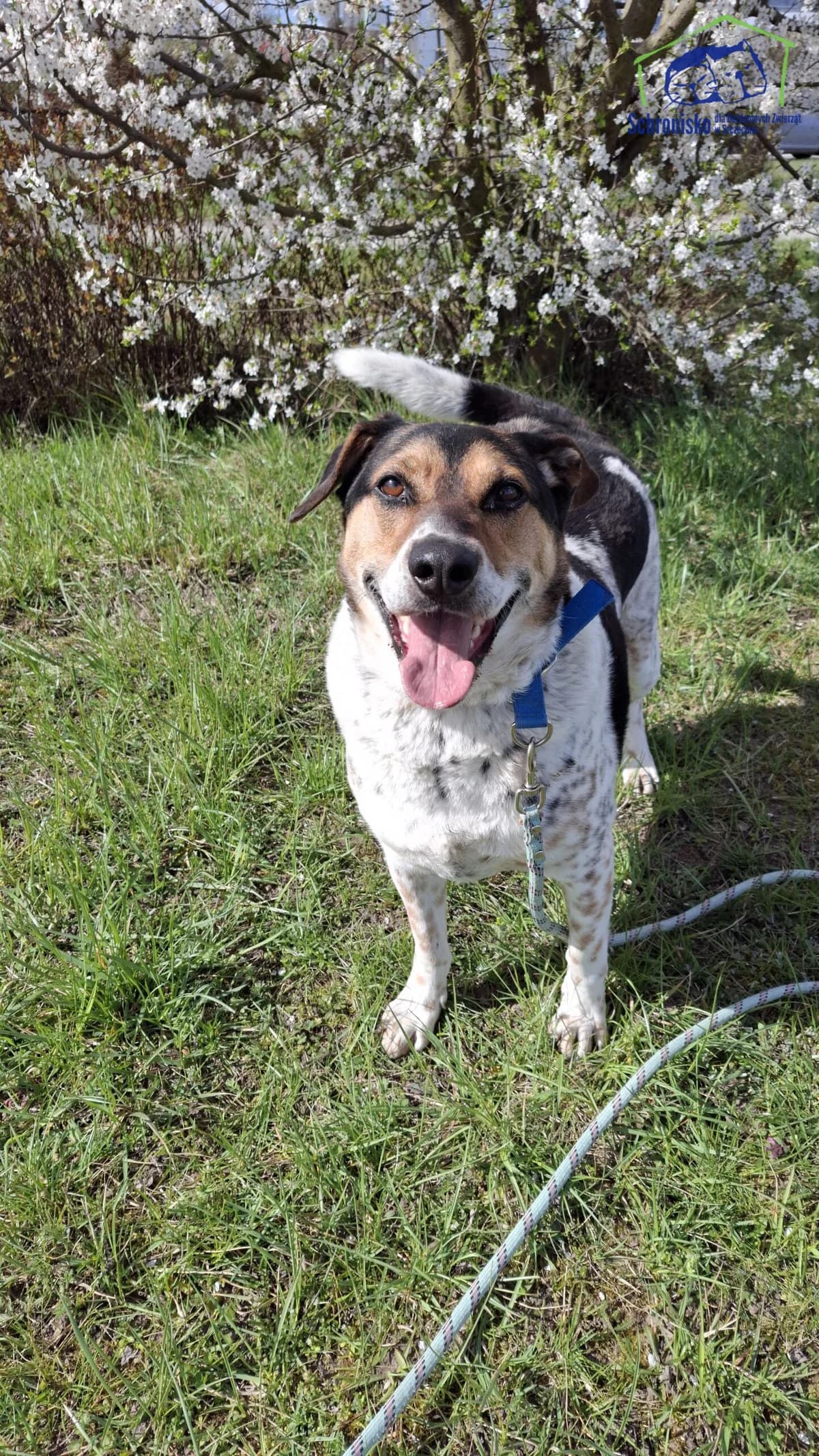 Boston, Mixed Breed (Schronisko Szczecin)