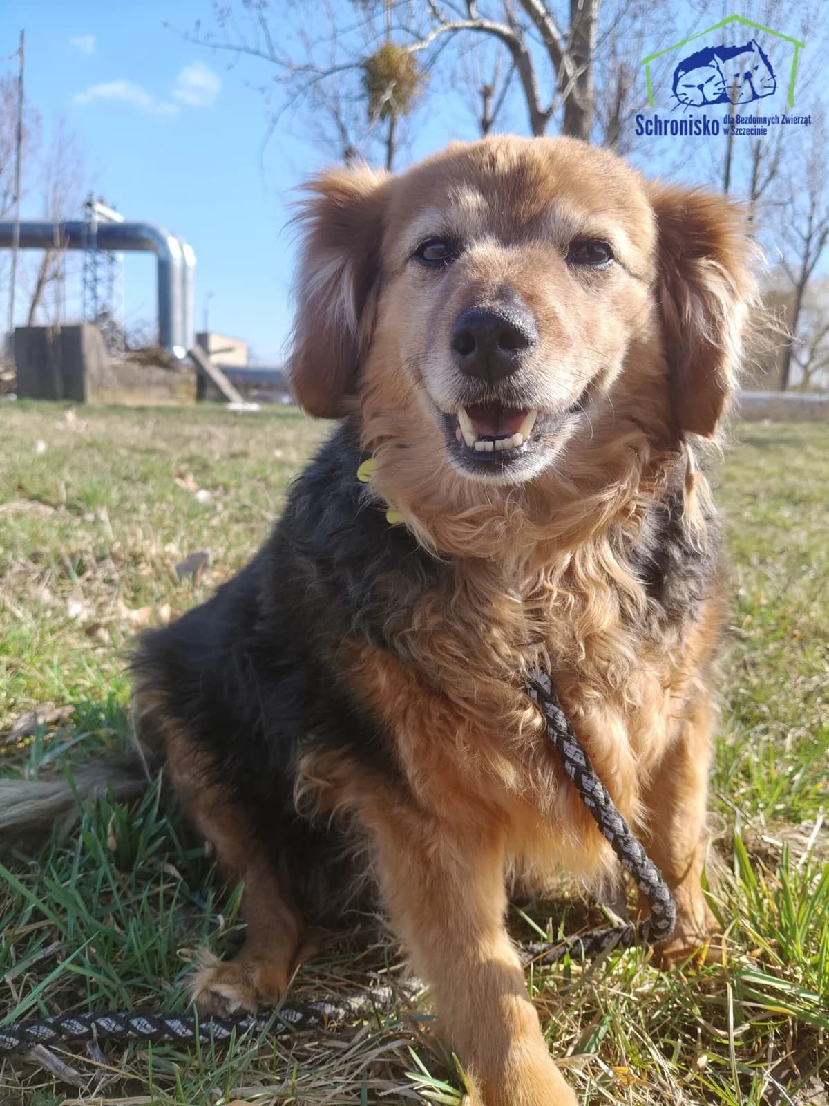 Mania,  Mixed Breed for adoption at Schronisko Szczecin, Szczecin