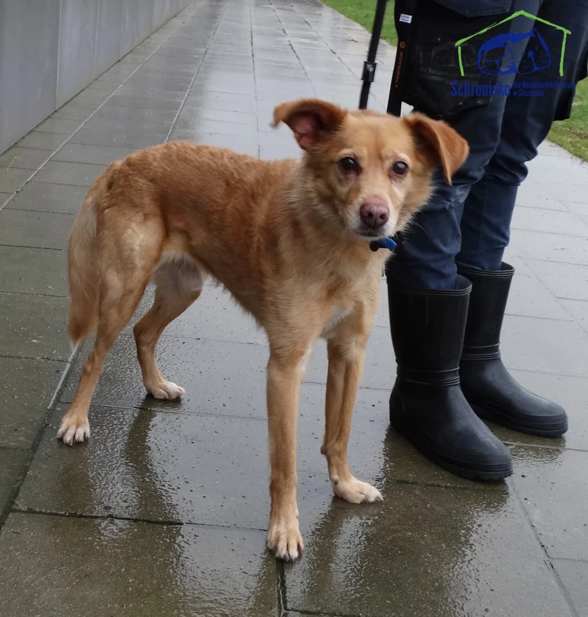 66/25, Mixed Breed (Schronisko Szczecin)
