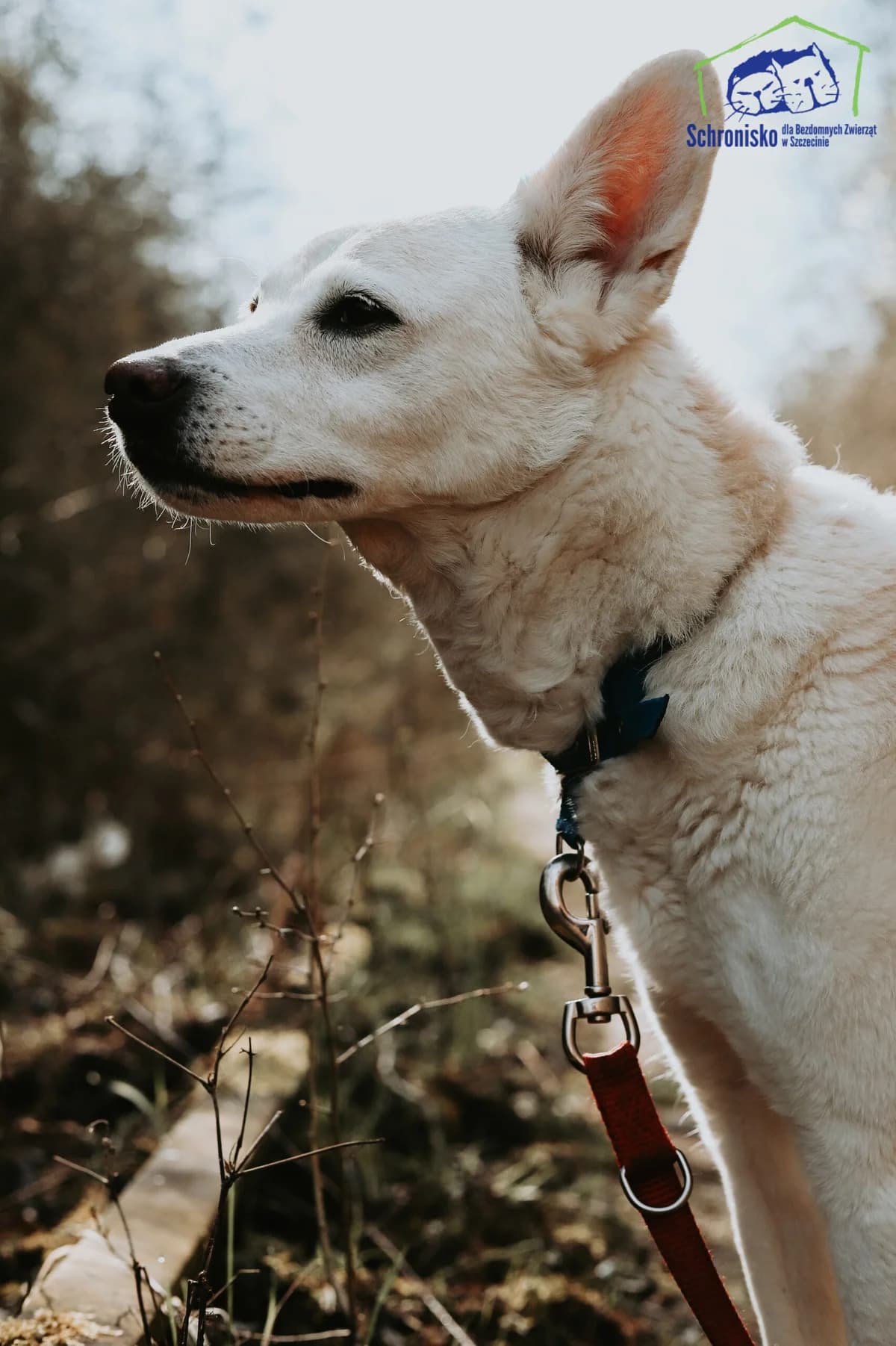 Maja, Mixed Breed for adoption at Schronisko Szczecin, Szczecin