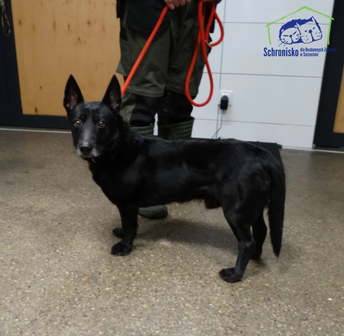 69/26,  Mixed Breed for adoption at Schronisko Szczecin, Szczecin