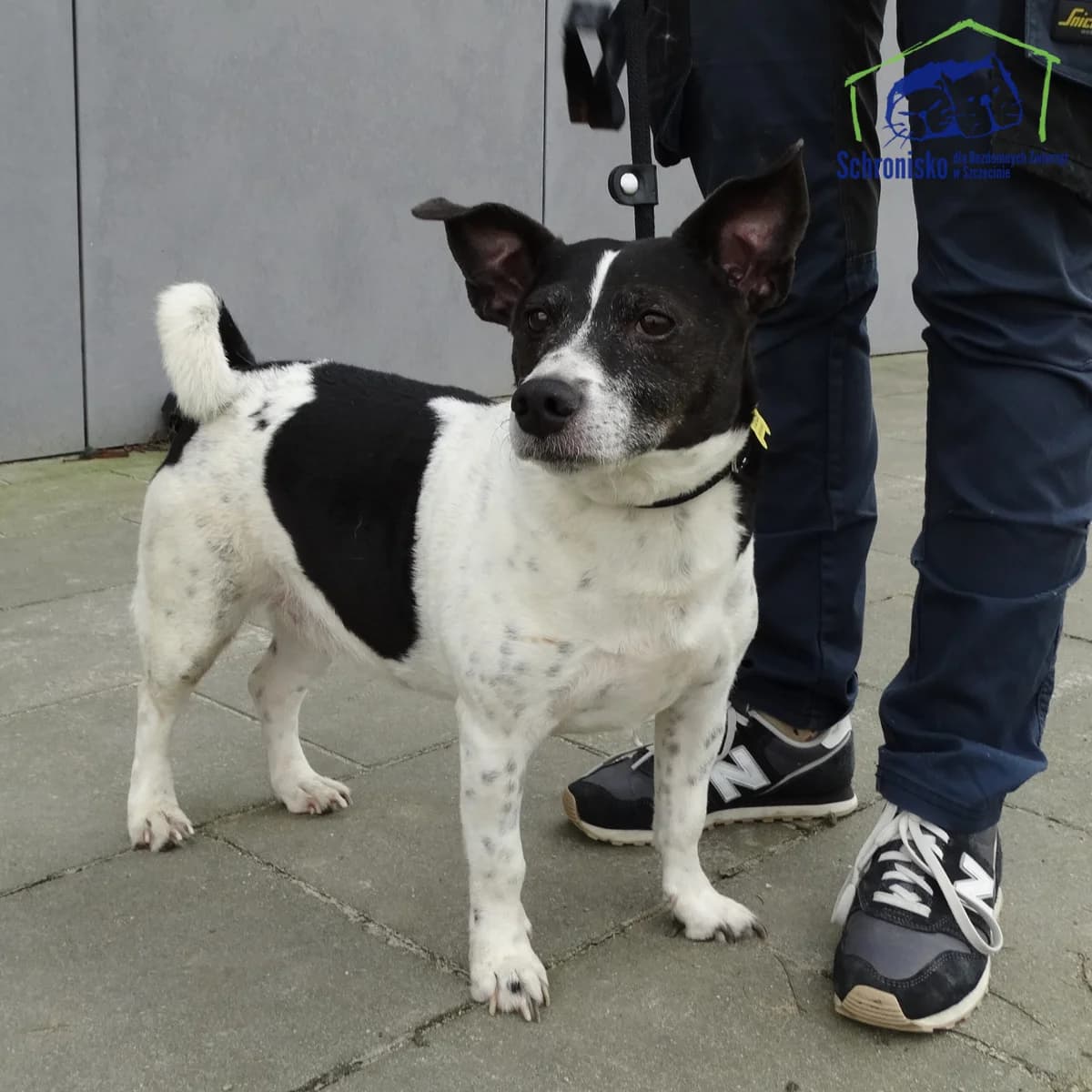 72/25, Mixed Breed (Schronisko Szczecin)