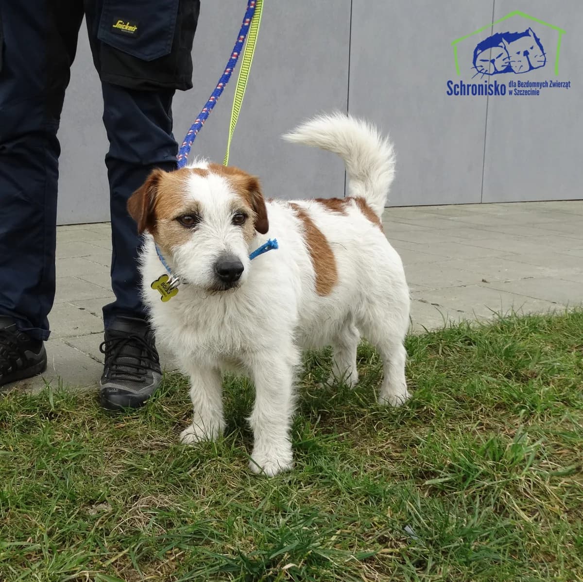 80/25, Mixed Breed (Schronisko Szczecin)