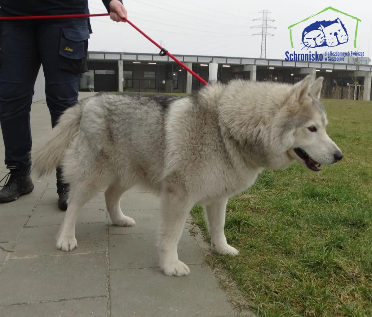 82/25, Mixed Breed (Schronisko Szczecin)
