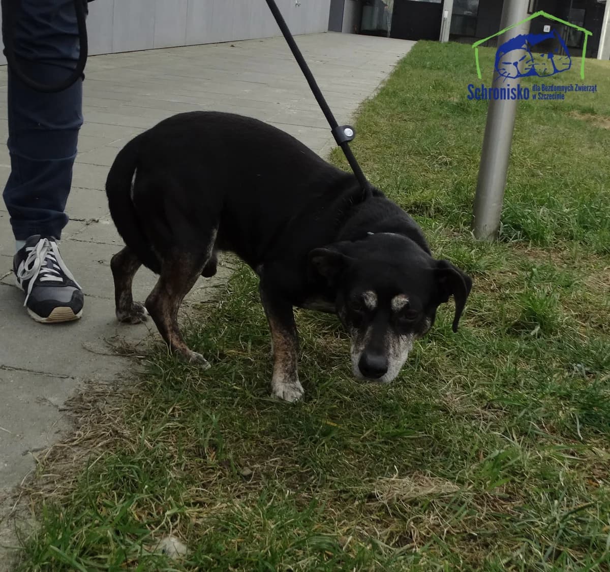 84/25, Mixed Breed (Schronisko Szczecin)
