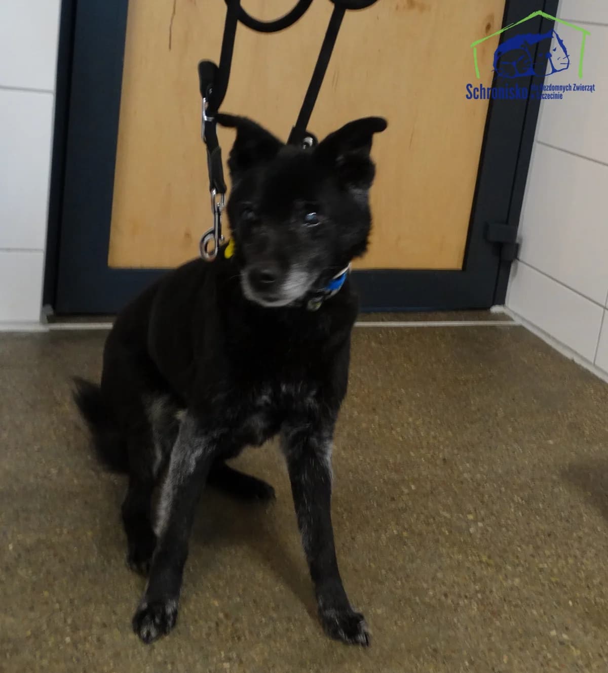 87/25, Mixed Breed (Schronisko Szczecin)