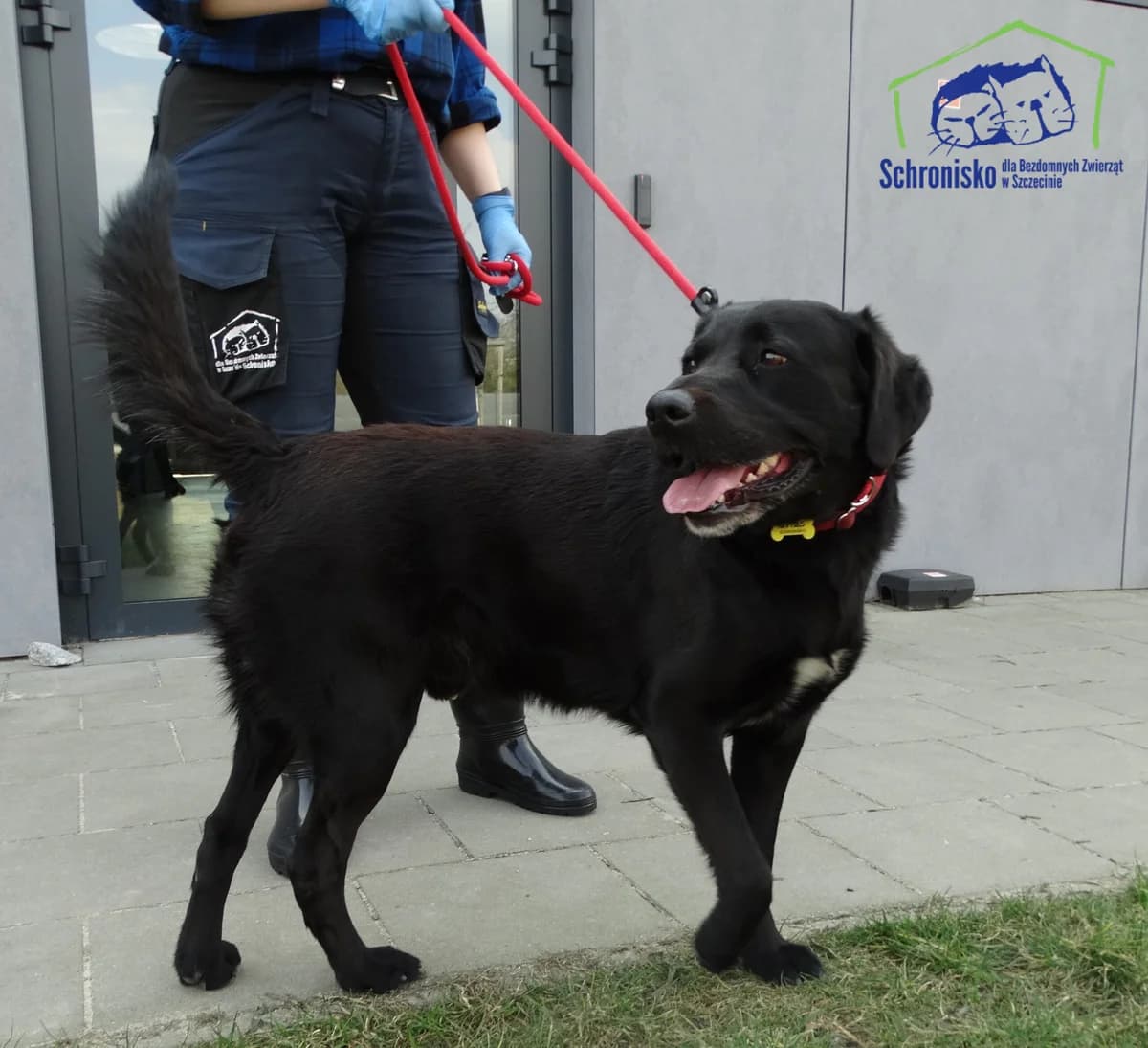 97/25, Mixed Breed (Schronisko Szczecin)