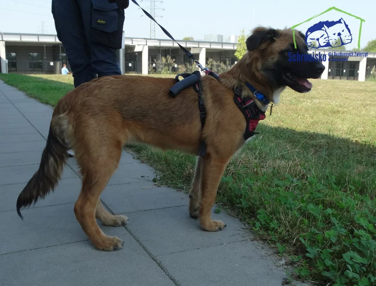Abi, Mixed Breed (Schronisko Szczecin)