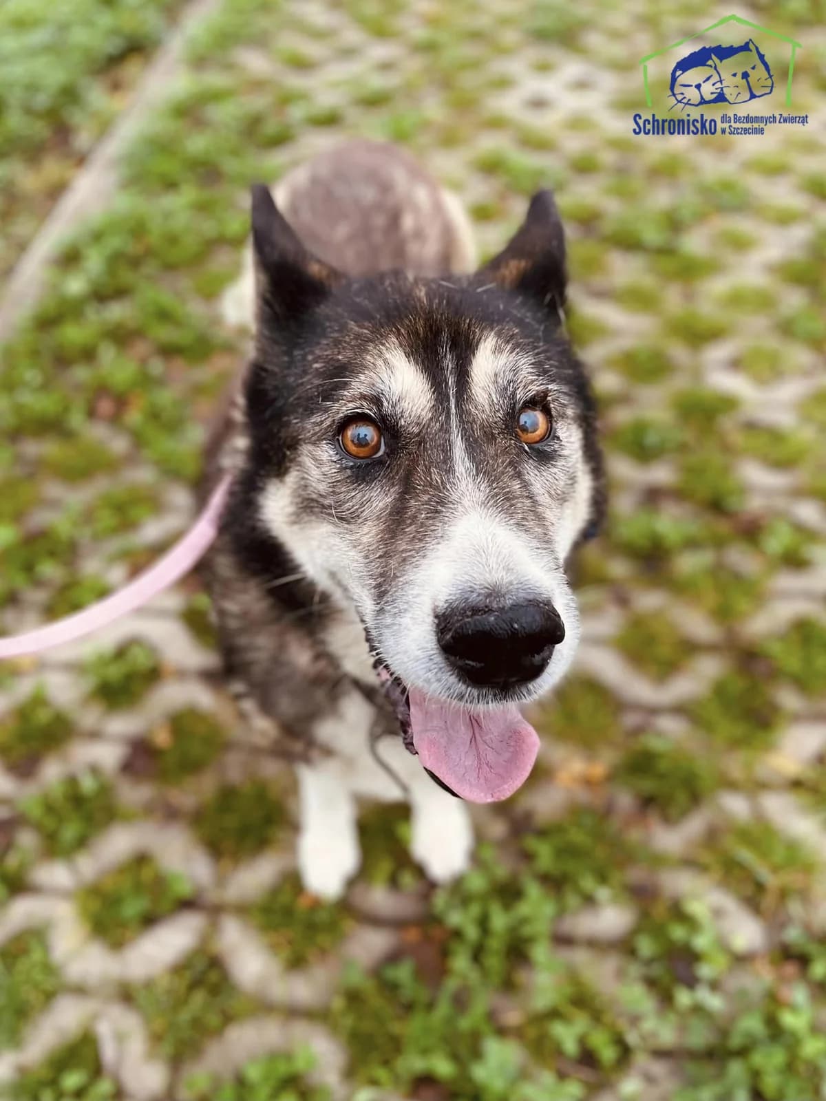 Ada, Mixed Breed (Schronisko Szczecin)