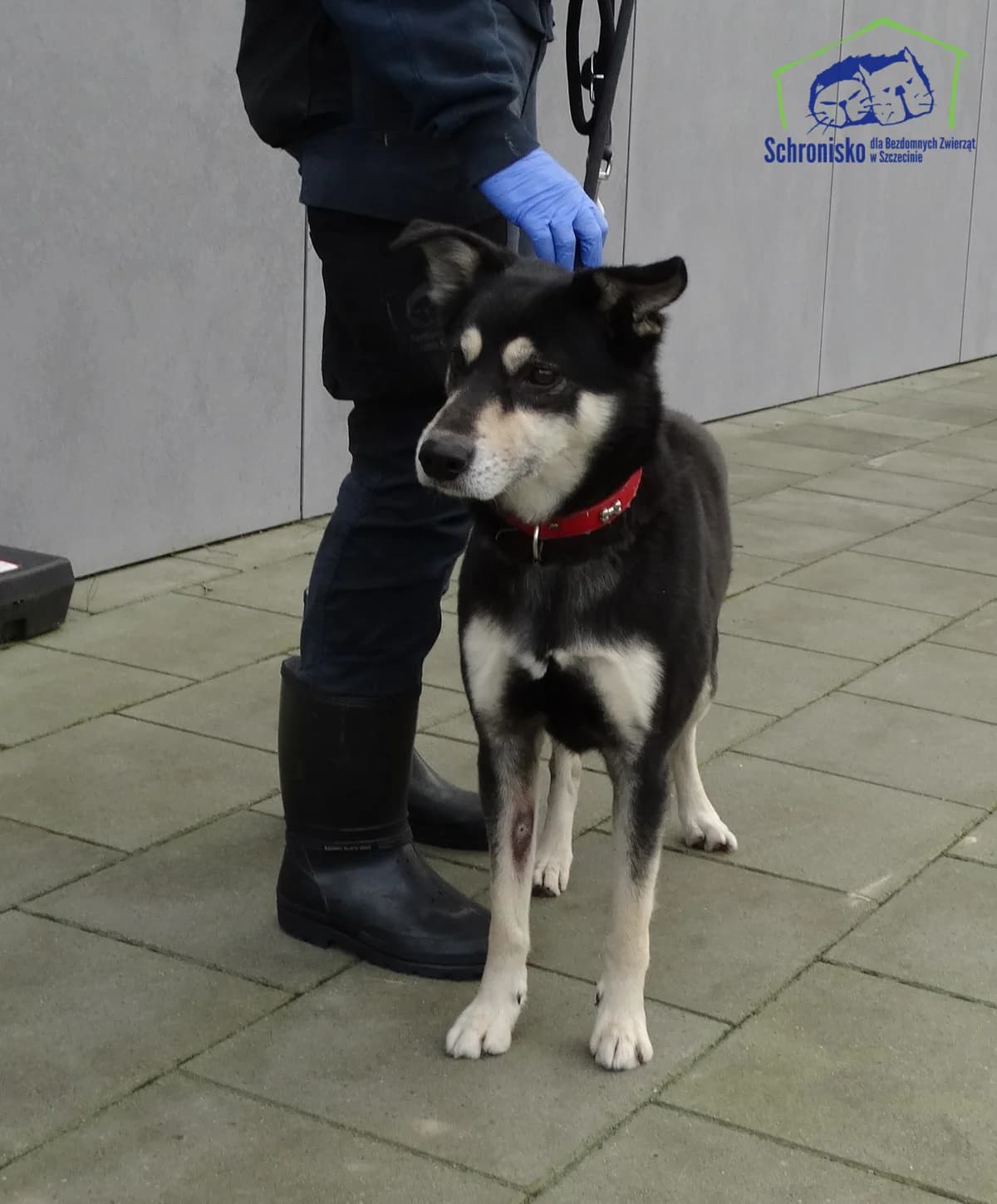 Adaś, Mixed Breed (Schronisko Szczecin)