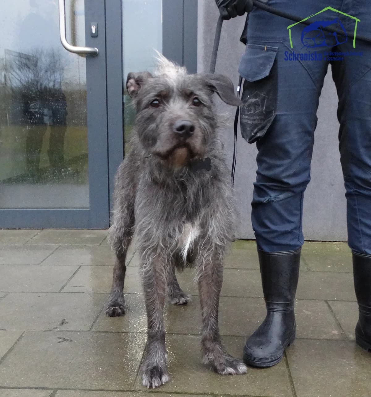 Aira, Mixed Breed (Schronisko Szczecin)
