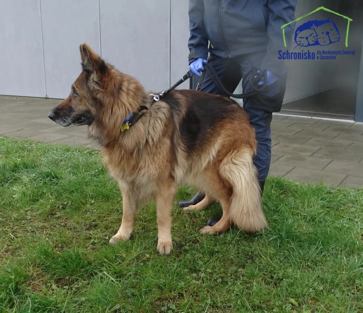 Aza, Mixed Breed (Schronisko Szczecin)