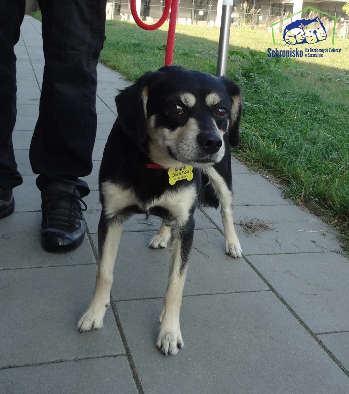 Bingo,  Mixed Breed for adoption at Schronisko Szczecin, Szczecin
