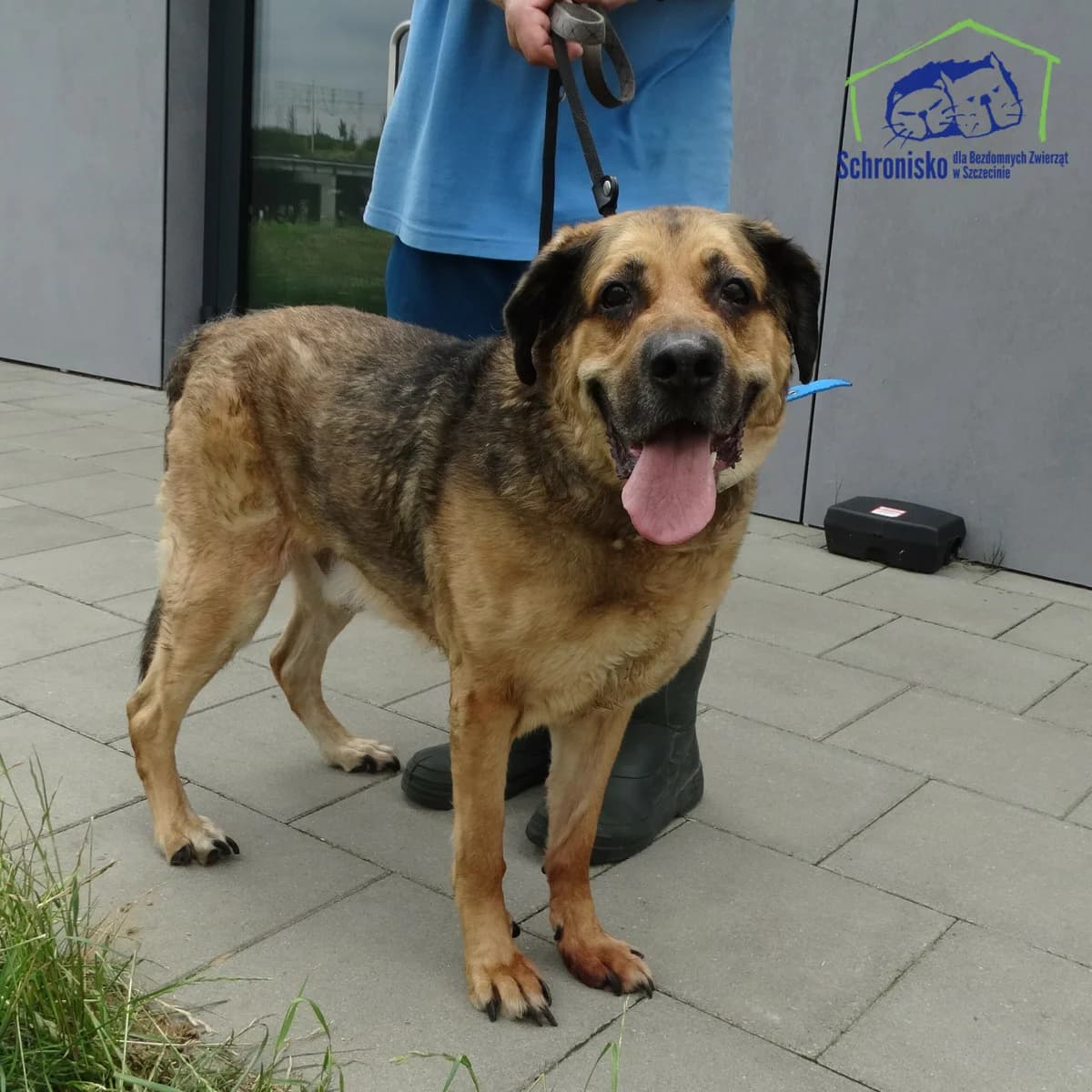 Bongo, Mixed Breed (Schronisko Szczecin)
