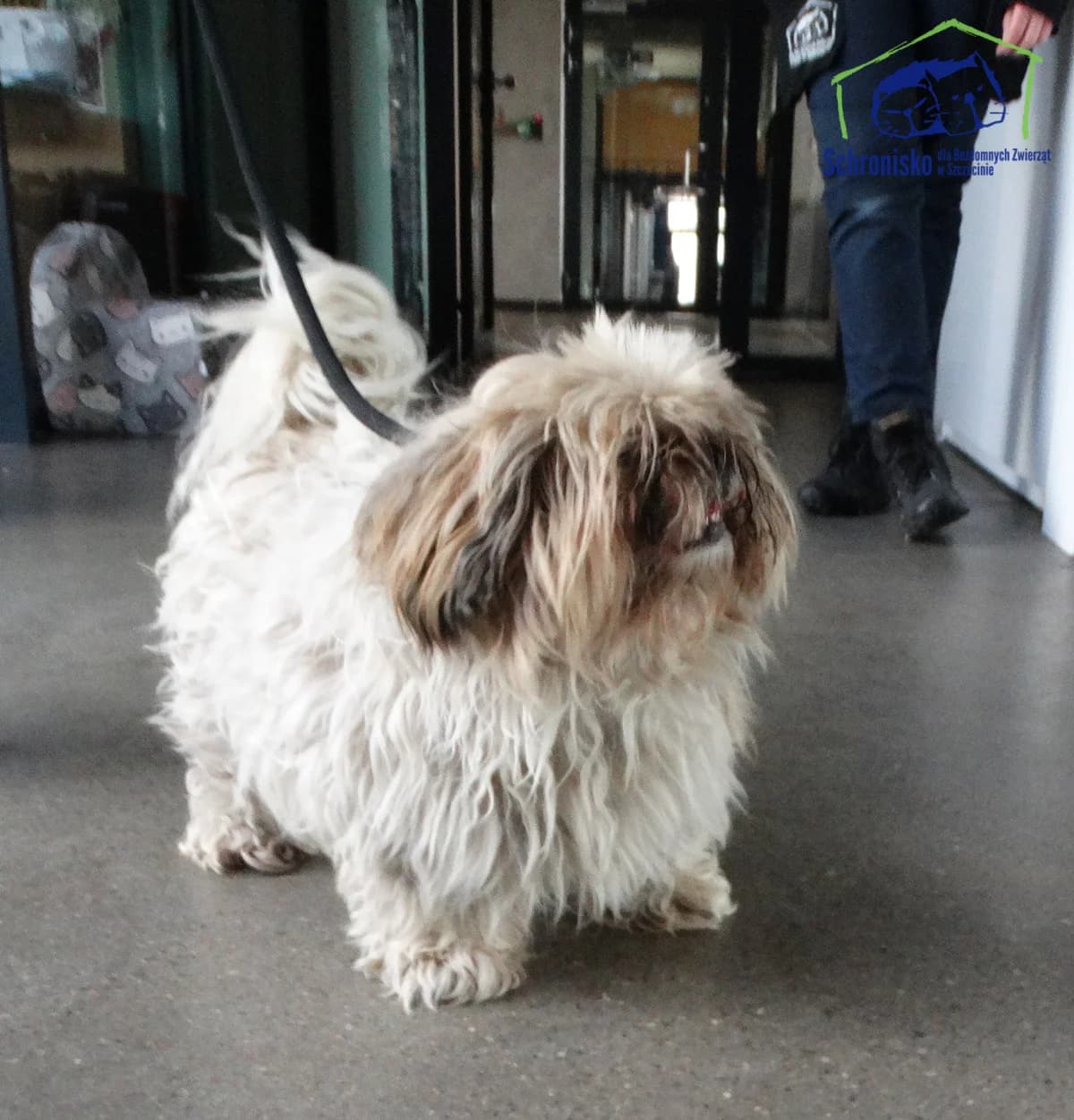 Brendy, Mixed Breed (Schronisko Szczecin)