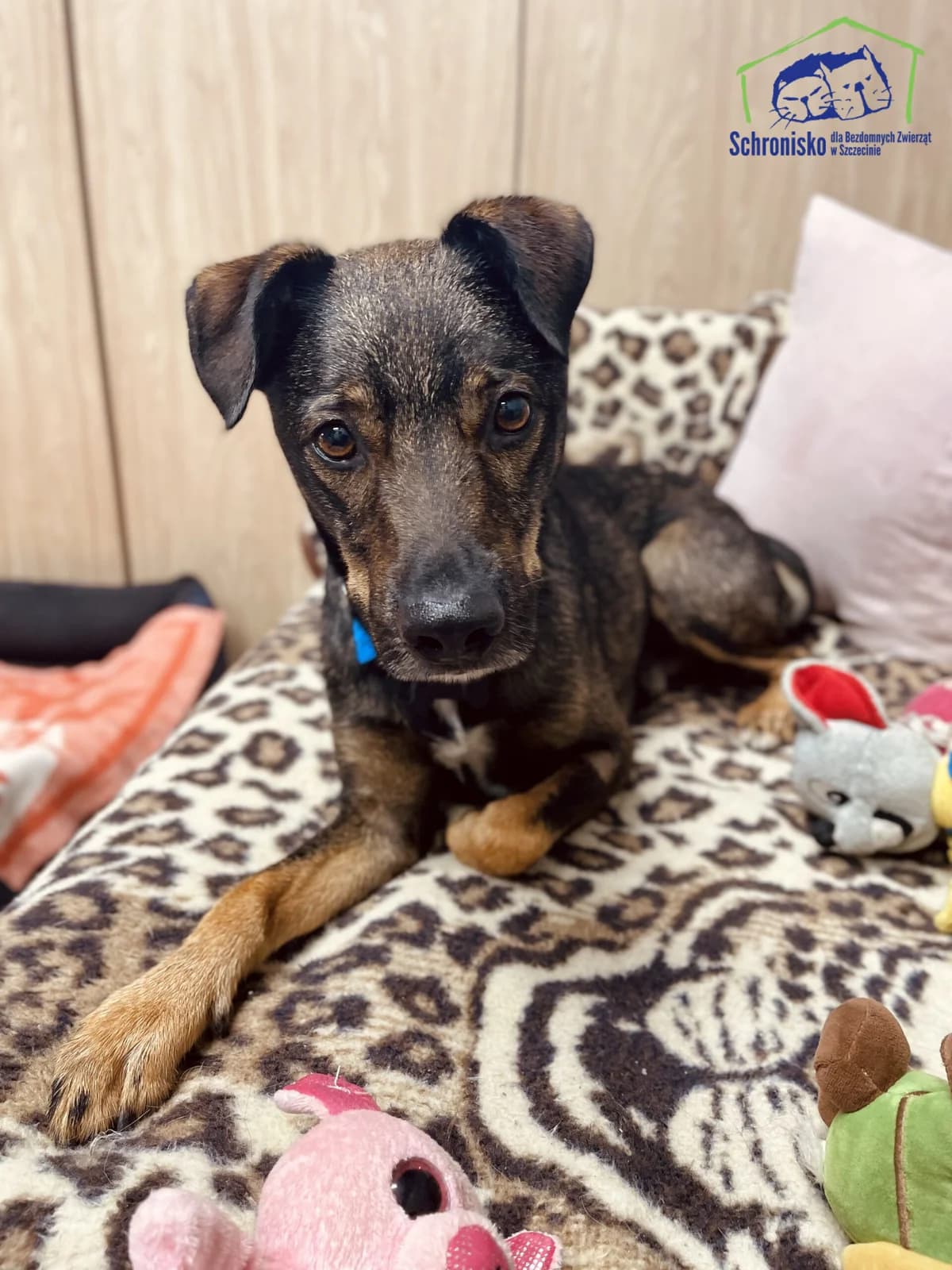 Brúnó, Mixed Breed (Dunaújváros Ebrendészeti Telep)