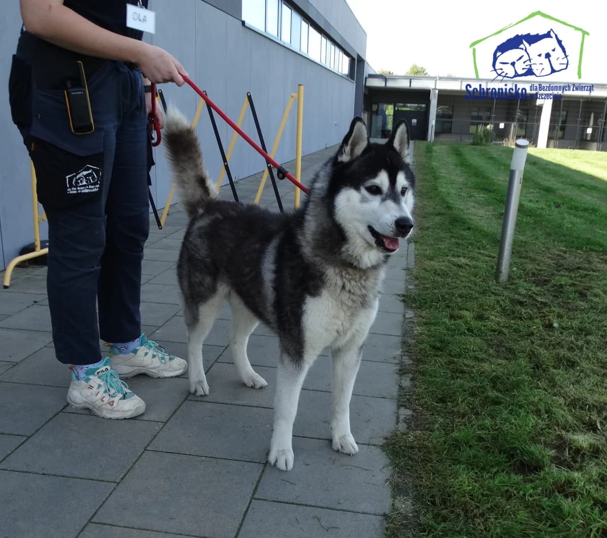 Diego, Mixed Breed (Schronisko Szczecin)
