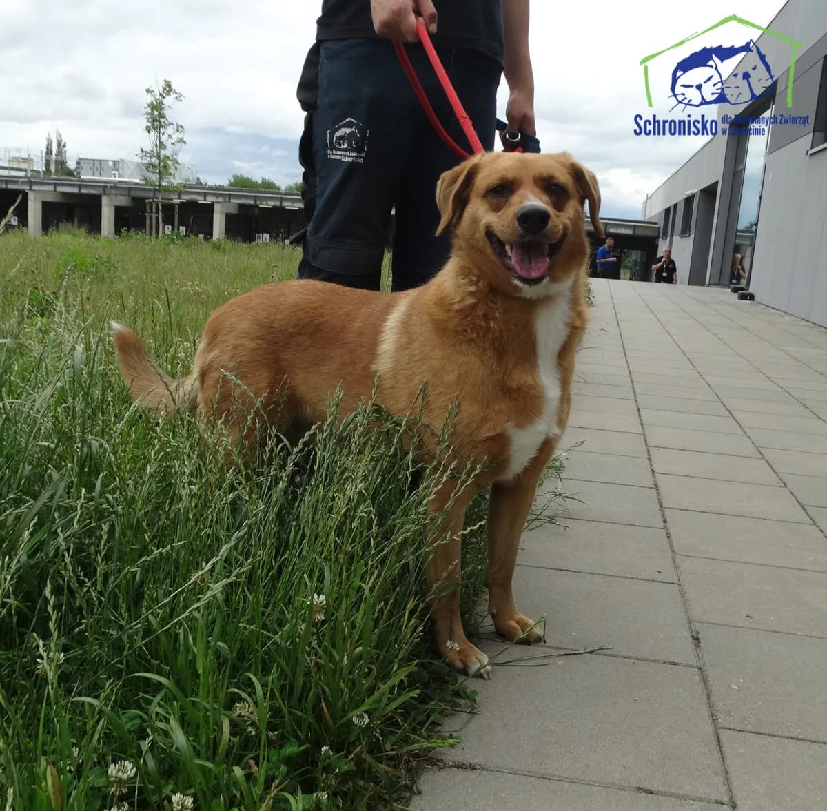 Mela, Mixed Breed (Schronisko Szczecin)