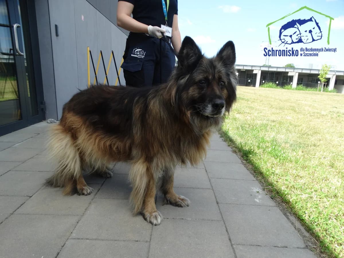 Greis, Mixed Breed (Schronisko Szczecin)
