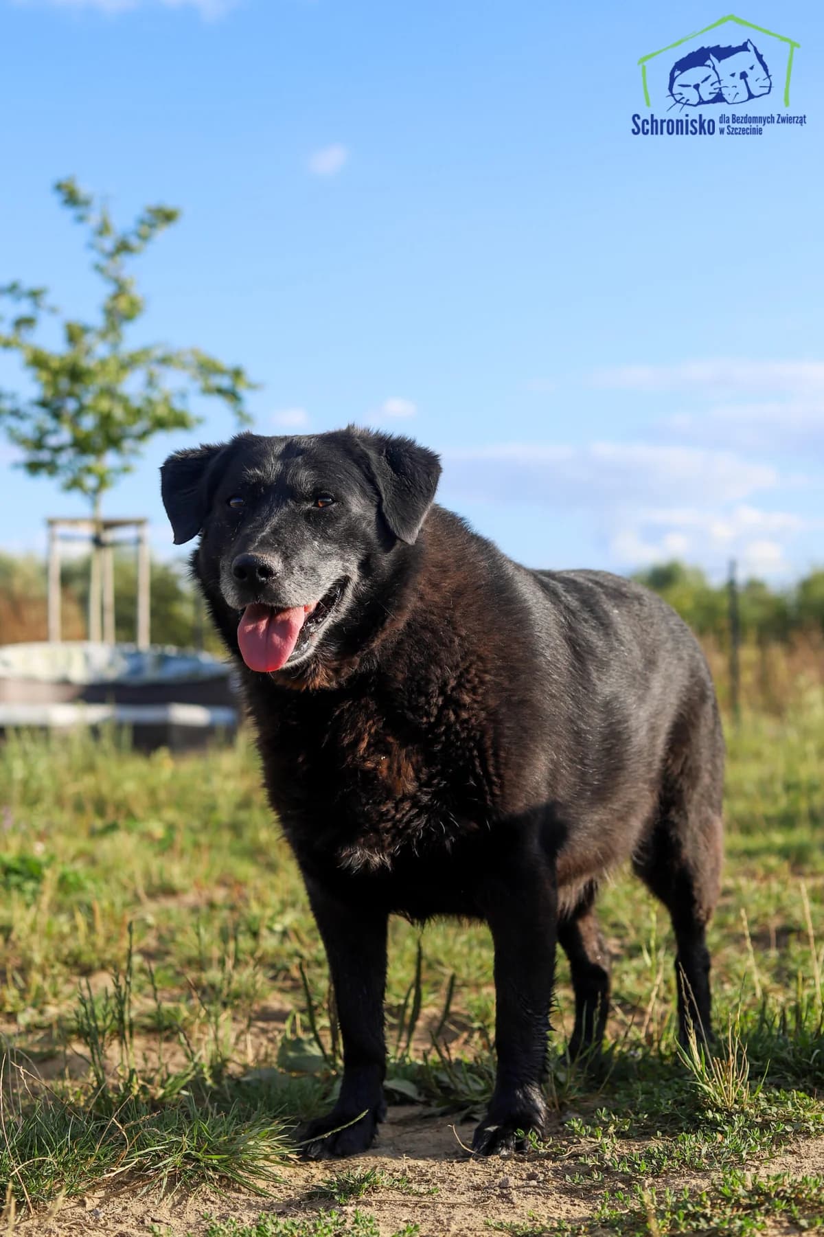 Inka, Mixed Breed for adoption at Schronisko Szczecin, Szczecin