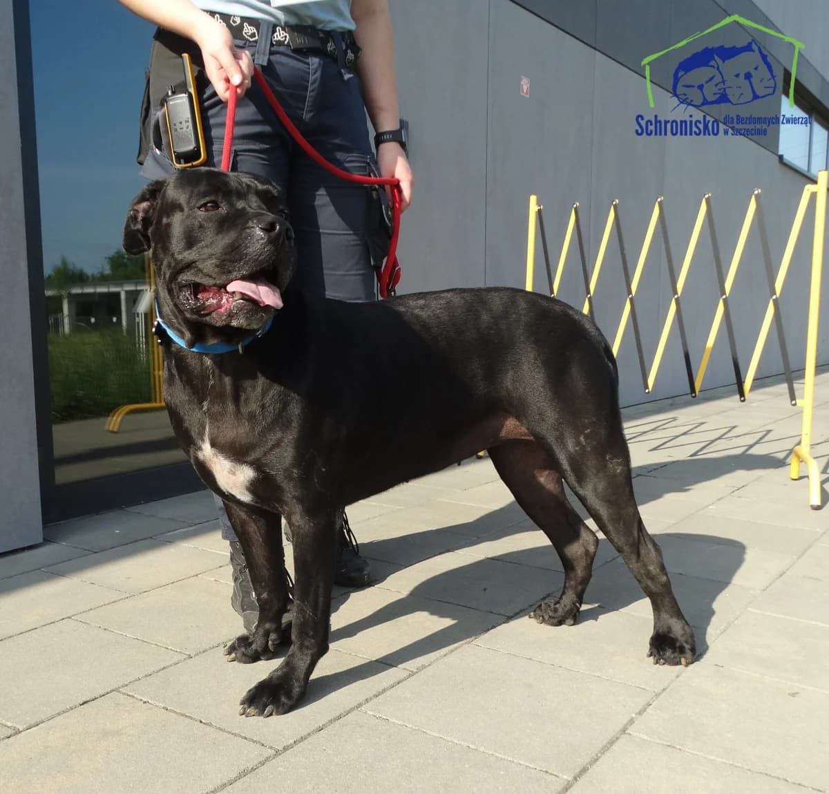 Kej, Mixed Breed (Schronisko Szczecin)