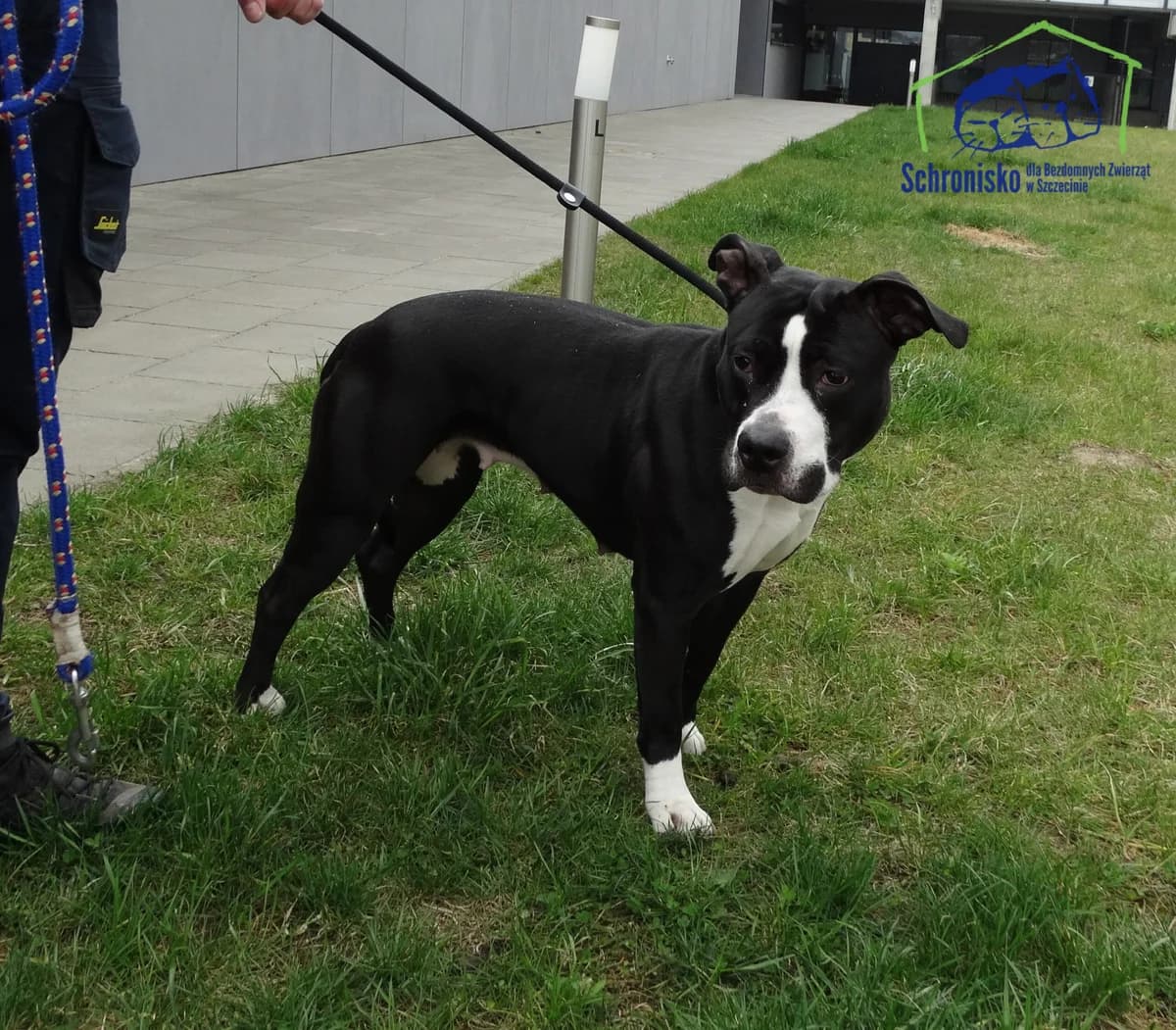 Kija, Mixed Breed (Schronisko Szczecin)