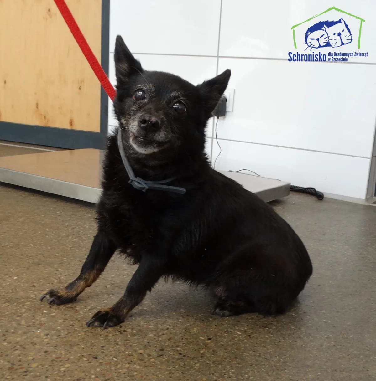 Koka,  Mixed Breed for adoption at Schronisko Szczecin, Szczecin